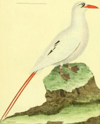 Red Tailed Tropicbird