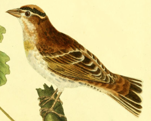 Rock Sparrow