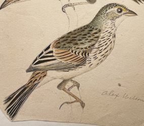 Savannah Sparrow