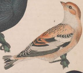 Snow Bunting, Engraved by A. Lawson