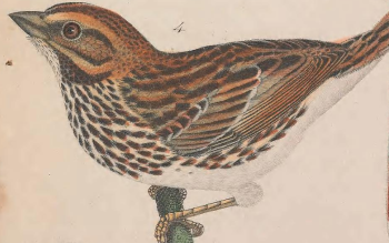 Song Sparrow