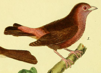 Finch