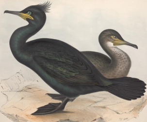 Shag
