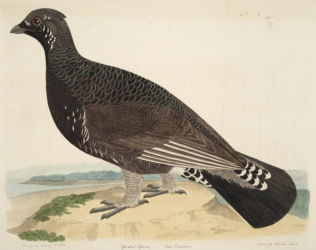 Spotted Grouse