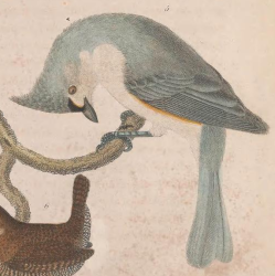 Tufted Titmouse
