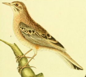 Tree Pipit