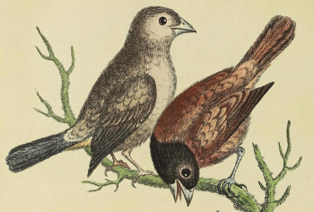 Tricolored Munia