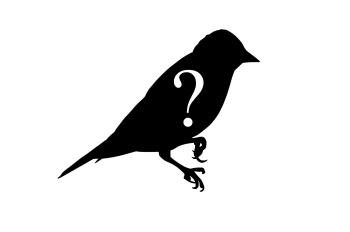 Silhouette of Sparrow, with question mark