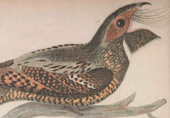 Engraved by J. G. Warnicke 