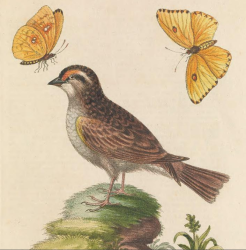 White-throated Sparrow