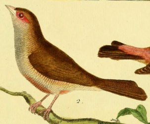 Common Waxbill
