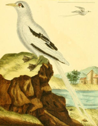 White Tailed Tropicbird