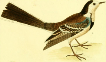 White Wagtail