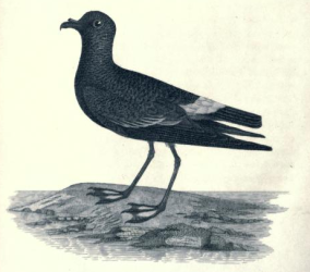 Wilsons Petrel