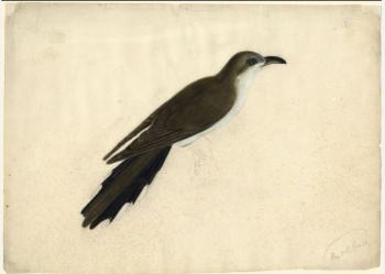 Black-billed Cuckoo
