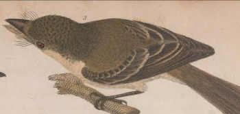 Acadian Flycatcher