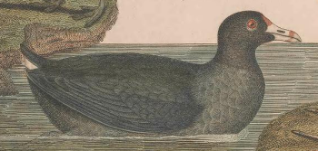 American Coot