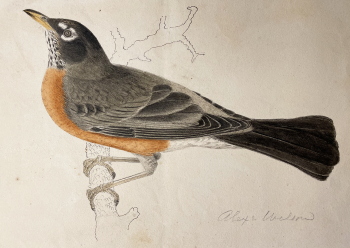 American Robin