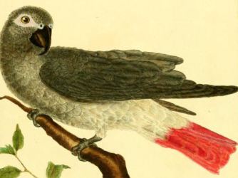 African Grey Parrot