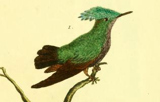 Antillean Crested Hummingbird