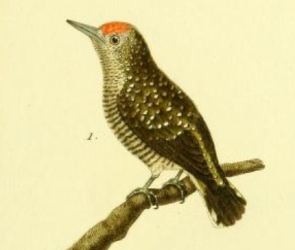 Arrowhead Piculet