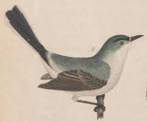 Blue-gray Gnatcatcher