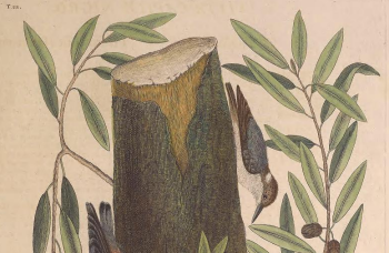 Brown-headed Nuthatch