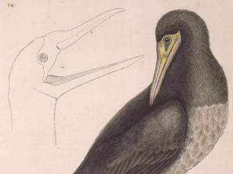 Brown Booby