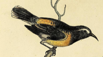 Bananaquit
