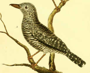 Barred Antshrike