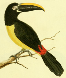 Black Necked Aracari