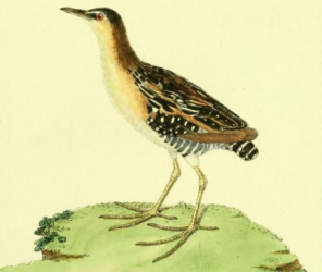 Black Rail