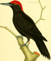 Black Woodpecker