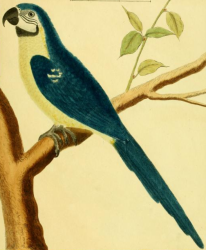 Blue And Yellow Macaw