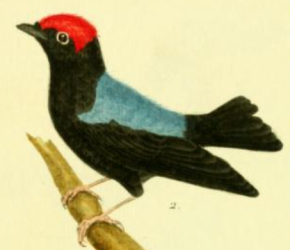 Blue Backed Manakin