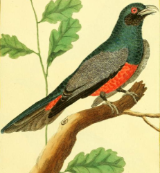 Blue Crowned Trogon