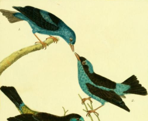 Blue Dacnis