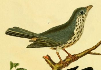 Blue Gray Tanager