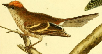 Bran Colored Flycatcher
