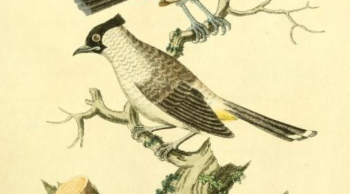 Bulbul