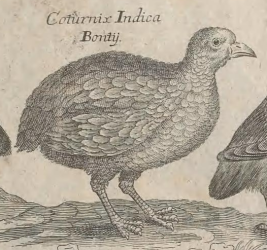 Buttonquail
