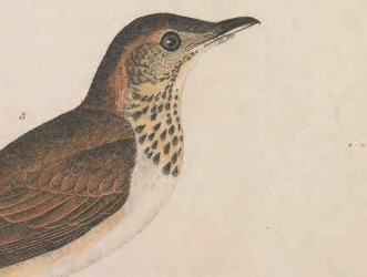 Gray-cheeked Thrush