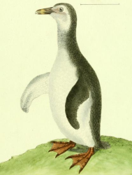 Cape Penguin
