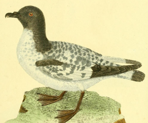 Cape Petrel