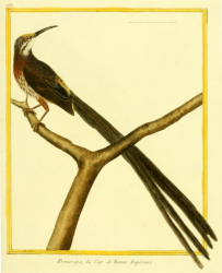 Cape Sugarbird