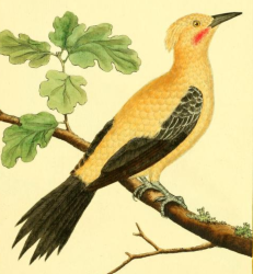 Chestnut Woodpecker
