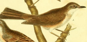 Chiff Chaff