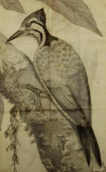 Common Flameback