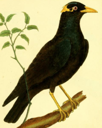 Common Hill Myna