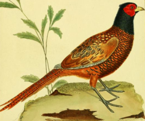 Common Pheasant
